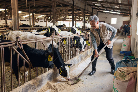 打扫牛棚的养殖户图片