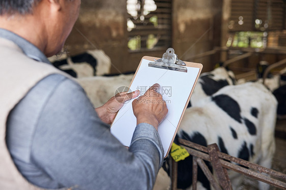 牛群背景拿着手写板的人图片