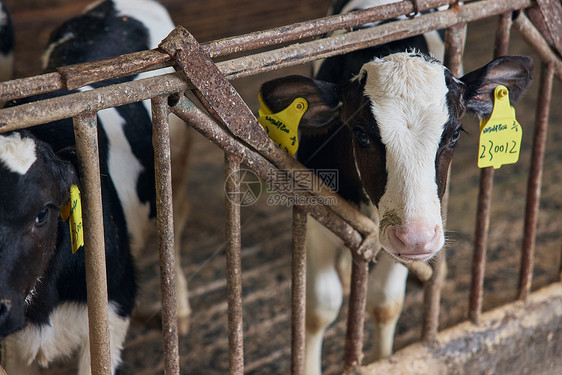 养殖场内的奶牛图片