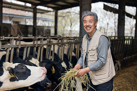 奶牛养殖户喂食形象图片