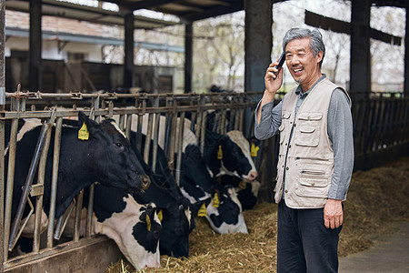 男人站在奶牛棚旁微笑打电话图片