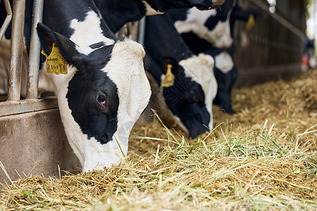 养殖场奶牛吃牧草特写图片