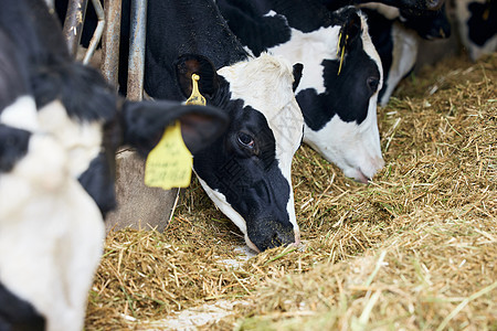 养殖场奶牛吃牧草图片