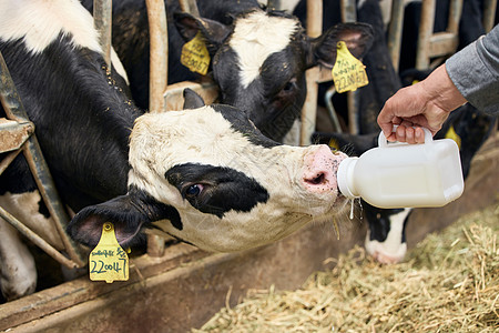 喝牛奶的奶牛喝牛奶的小牛背景