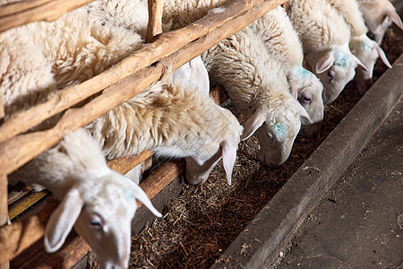 养殖场的羊群图片