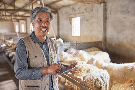 电子化管理羊群的养殖户图片