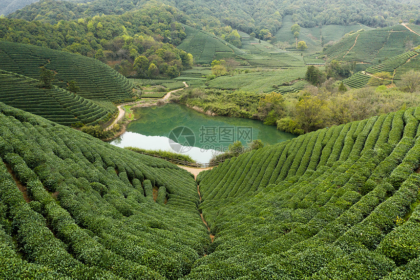 航拍浙江龙坞镇龙坞茶园的茶树图片