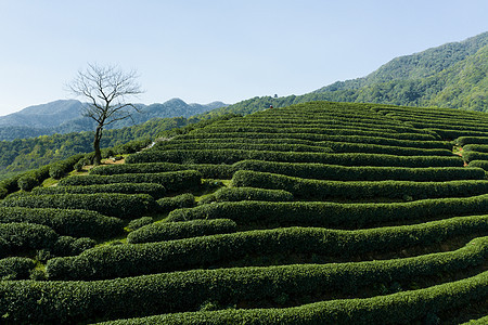 航拍浙江龙坞镇龙坞茶园的茶树图片