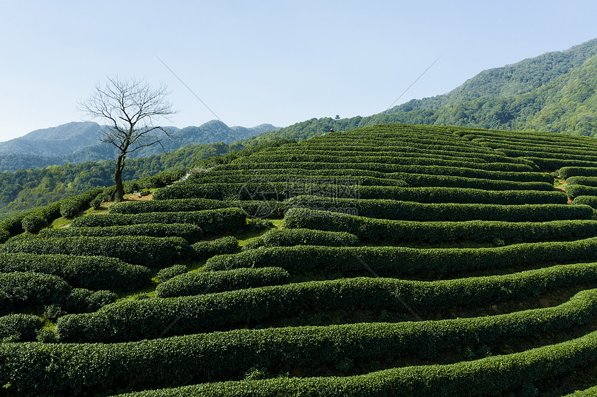 航拍浙江龙坞镇龙坞茶园的茶树图片