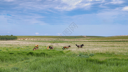 内蒙古草原牧场上的马匹图片