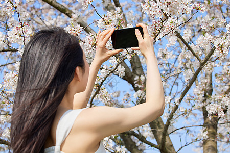 使用手机拍摄樱花景色的人图片