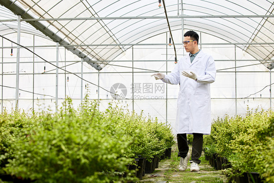 研究人员在大棚清点植物图片