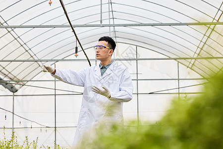 植物大棚研究员巡视图片