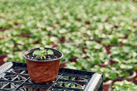 植物大棚自动浇灌盆栽特写图片