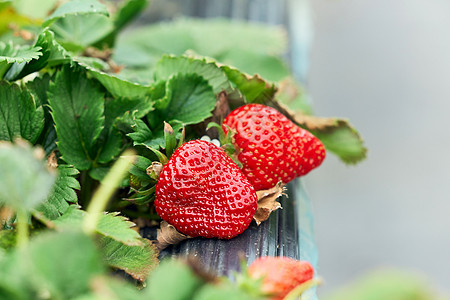 草莓大棚成熟的草莓图片