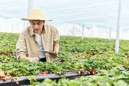 果农在大棚里照料草莓图片