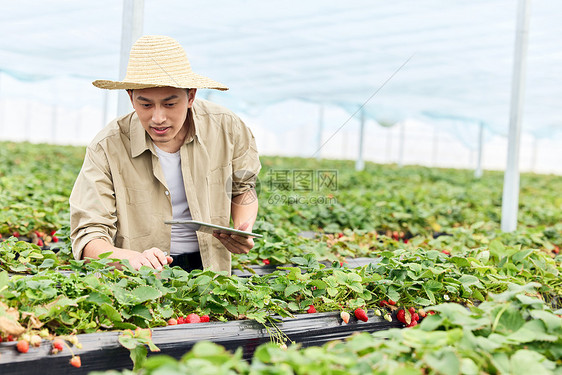 果农在大棚里照料草莓图片