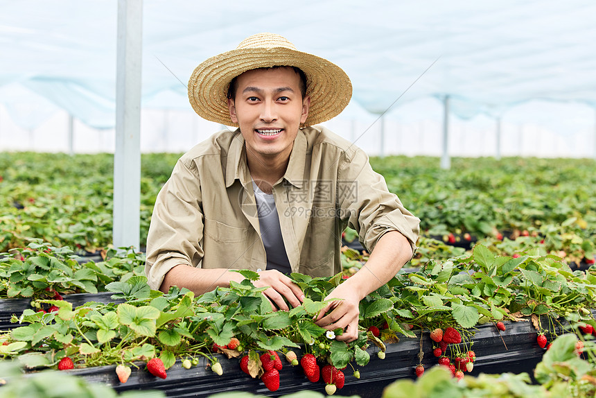 草莓大棚里的果农形象图片