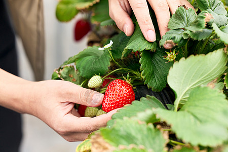 采摘成熟的草莓特写图片