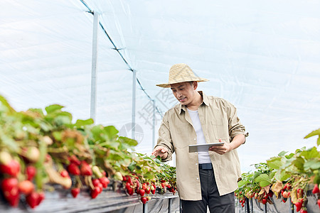 手拿平板电脑检查草莓情况的果农图片