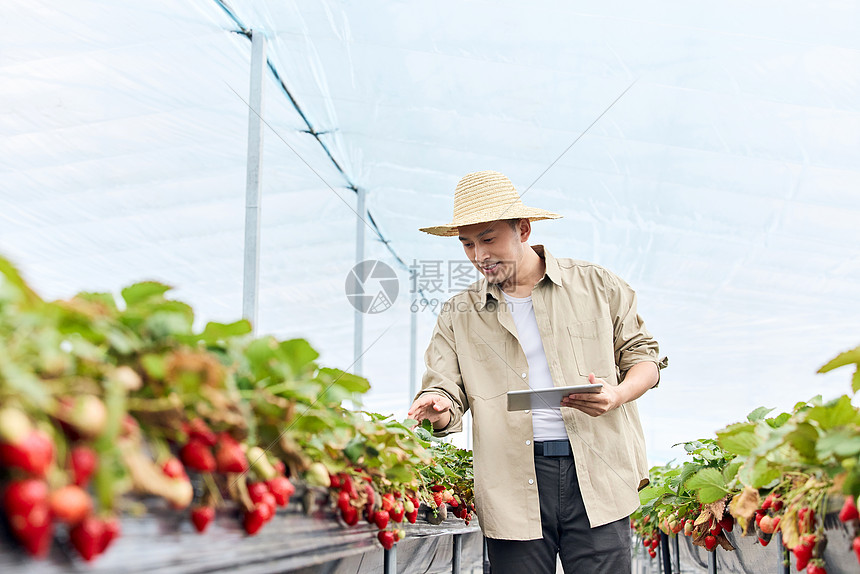 手拿平板电脑检查草莓情况的果农图片