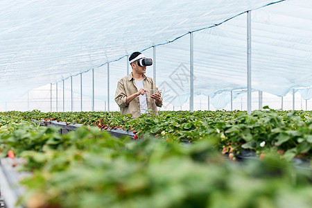 果农使用vr眼镜模拟草莓生长情况图片