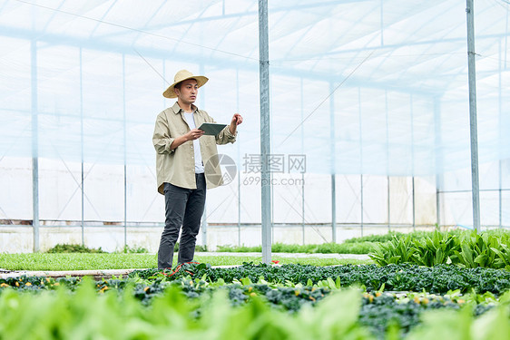 蔬菜大棚里工作的菜农图片