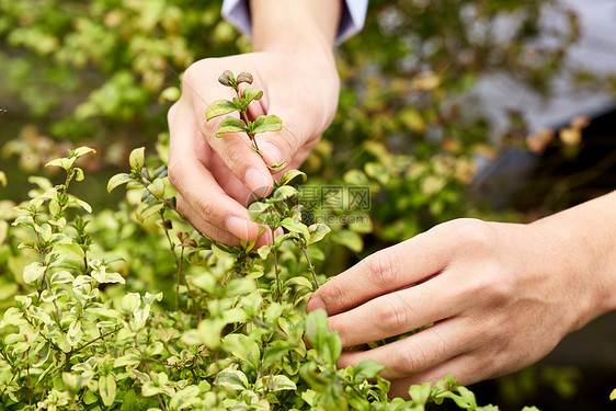 观察植物手部特写图片