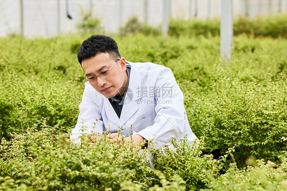 研究植物的科研人员图片