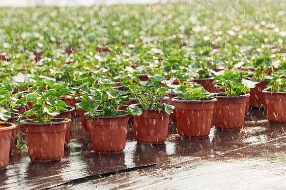 大棚里自动浇灌的植物盆栽鲜花图片