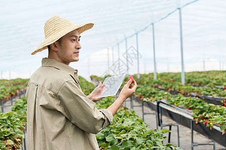 农民手拿平板和草莓高清图片