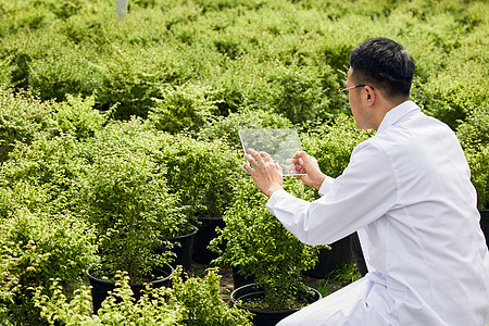 研究员对比植物生长情况图片