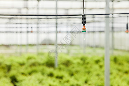 植物大棚里的浇灌泵头图片