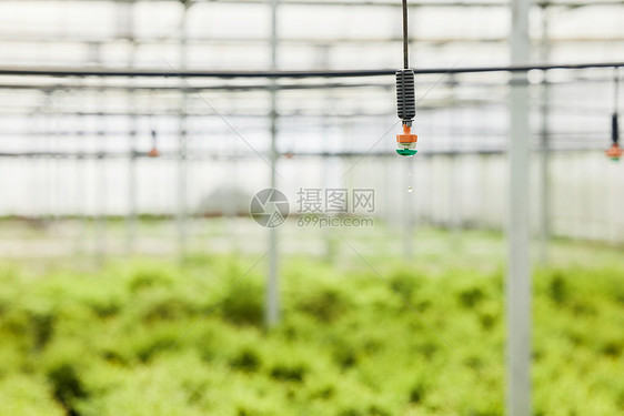 植物大棚里的浇灌泵头图片