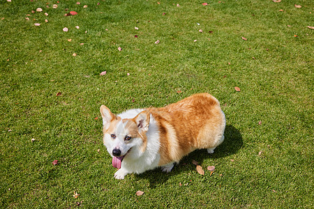 草地上的柯基狗狗图片