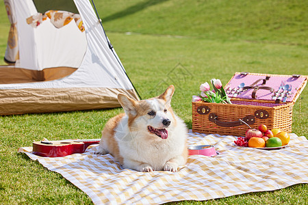 草地上露营游玩的狗狗图片