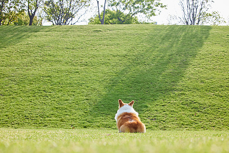 狗狗在草地上的背影图片