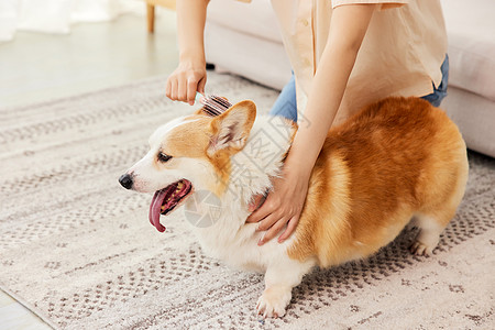 居家女性给柯基犬梳毛特写图片