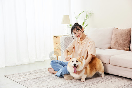 居家女性给柯基犬梳毛图片