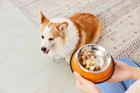 柯基犬渴望吃零食冻干图片