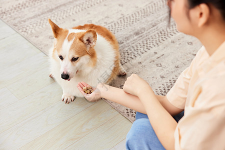 拒绝吃零食的柯基犬图片