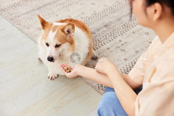 拒绝吃零食的柯基犬图片