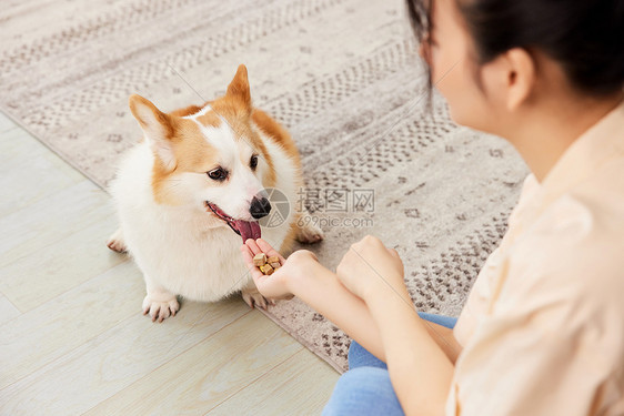 宠物柯基吃冻干零食图片