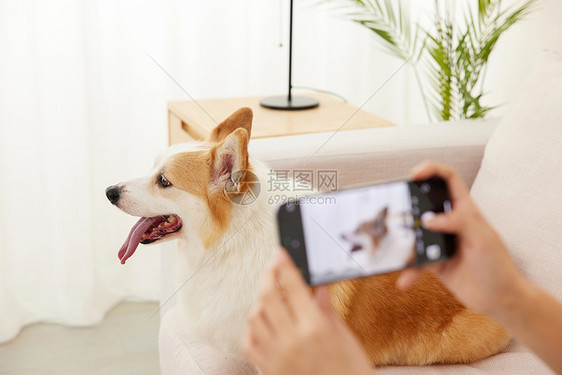 用手机给宠物狗拍照特写图片