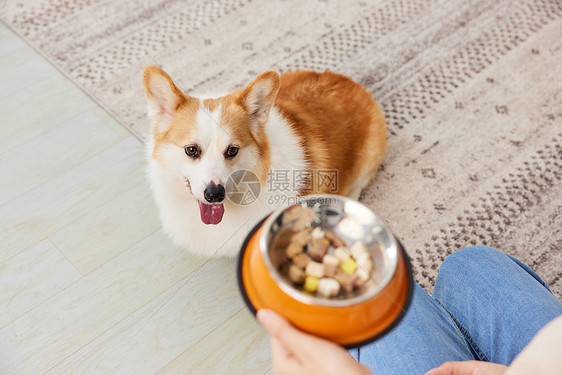 柯基犬渴望吃零食冻干图片