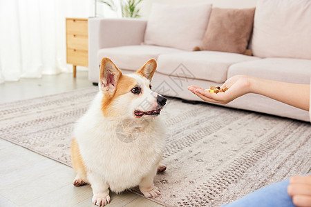 柯基犬渴望的看着零食冻干高清图片