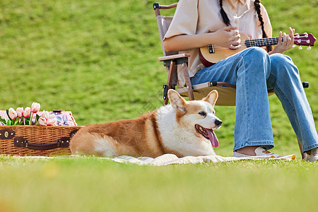 柯基犬白底草地上陪伴主人的宠物柯基背景