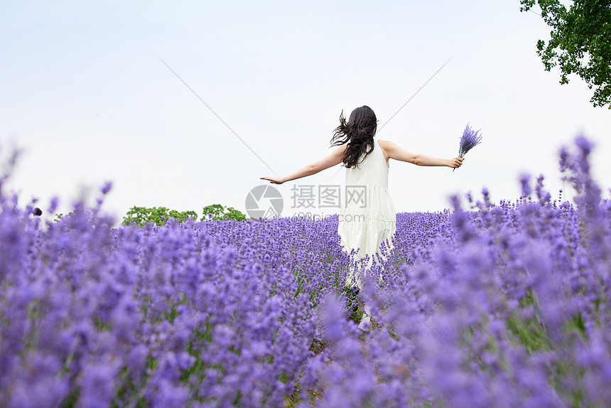 薰衣草花田里奔跑的女性背影图片