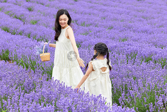 母女在薰衣草花田游玩图片