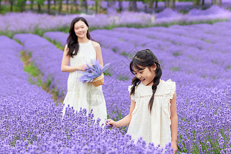 母亲陪伴女儿薰衣草花田里玩耍图片